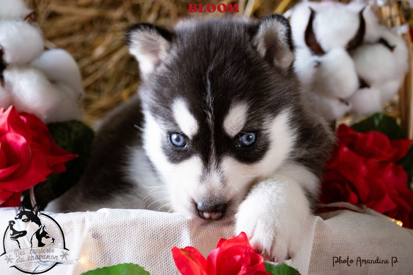Des Tanières Du Chavanon - Chiots disponibles - Siberian Husky