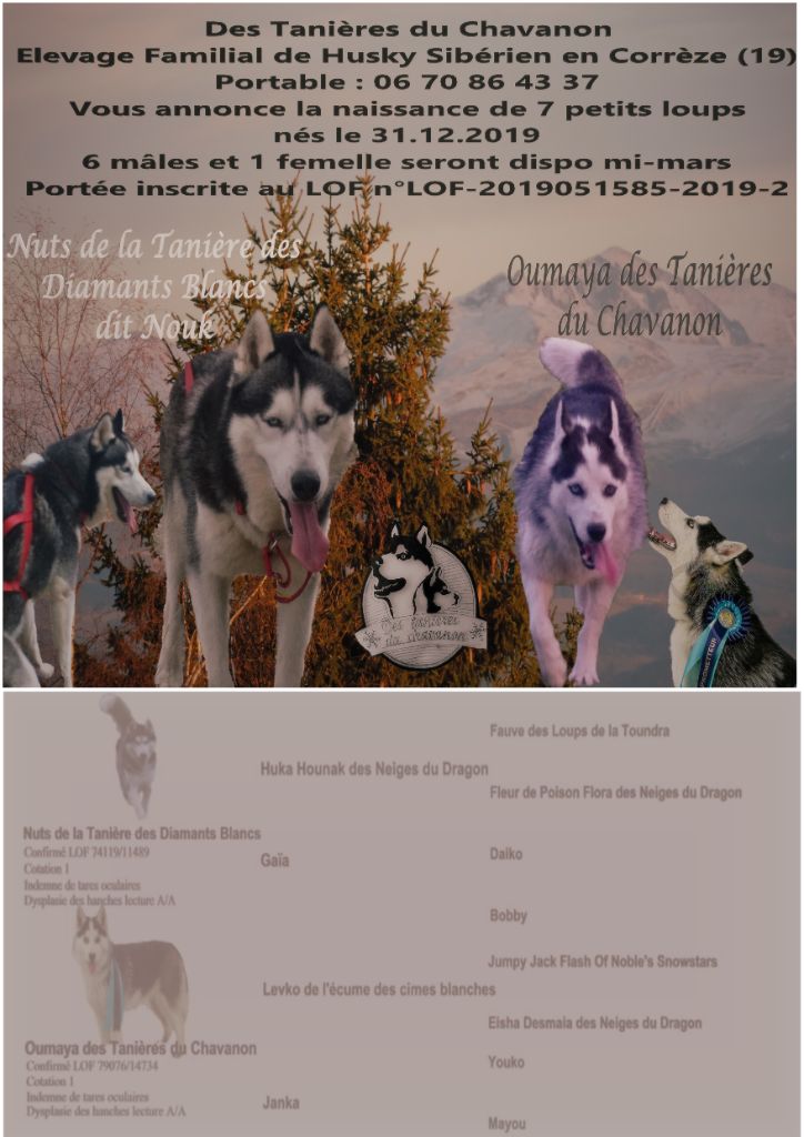 Des Tanières Du Chavanon - Siberian Husky - Portée née le 31/12/2019