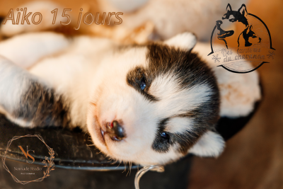CHIOT 2 AÏKO noir