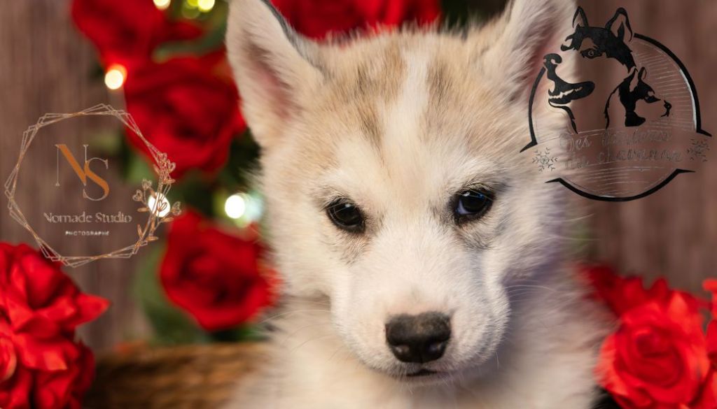 Des Tanières Du Chavanon - Siberian Husky - Portée née le 21/12/2024