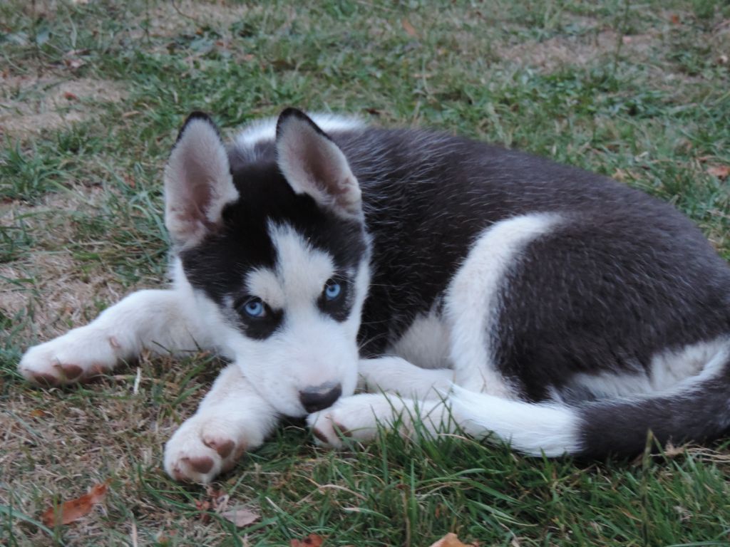 Des Tanières Du Chavanon - Siberian Husky - Portée née le 12/08/2018